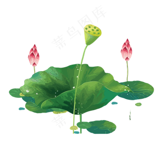 夏天夏至荷花荷叶,免抠元素