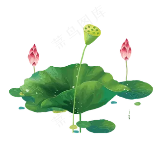 夏天夏至荷花荷叶,免抠元素