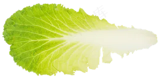 绿色白菜叶子