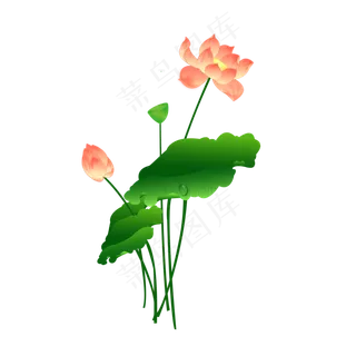 夏日荷花荷叶免扣粉色渐变荷花