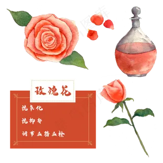 玫瑰精油花类中草药水彩植物花卉 玫瑰精油花类中草药水彩植物花卉
