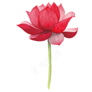 水彩红色荷花