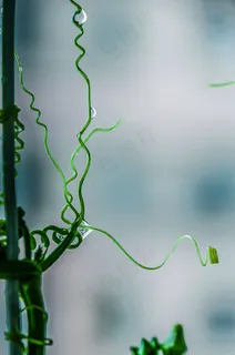 夏天大气简约水滴藤蔓