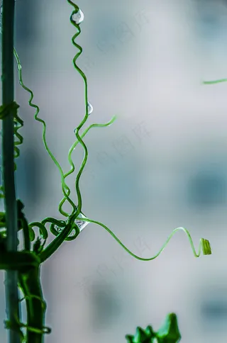 夏天大气简约水滴藤蔓