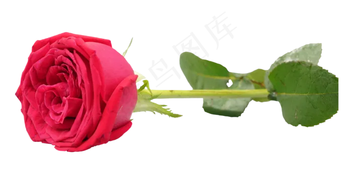 红色玫瑰花(3898*2000px 300 dpi )