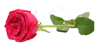 红色玫瑰花