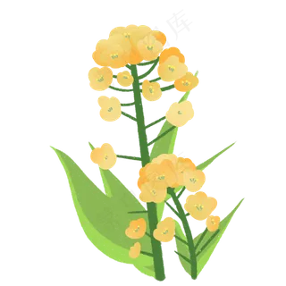 户外油菜花装饰插图,免抠元素