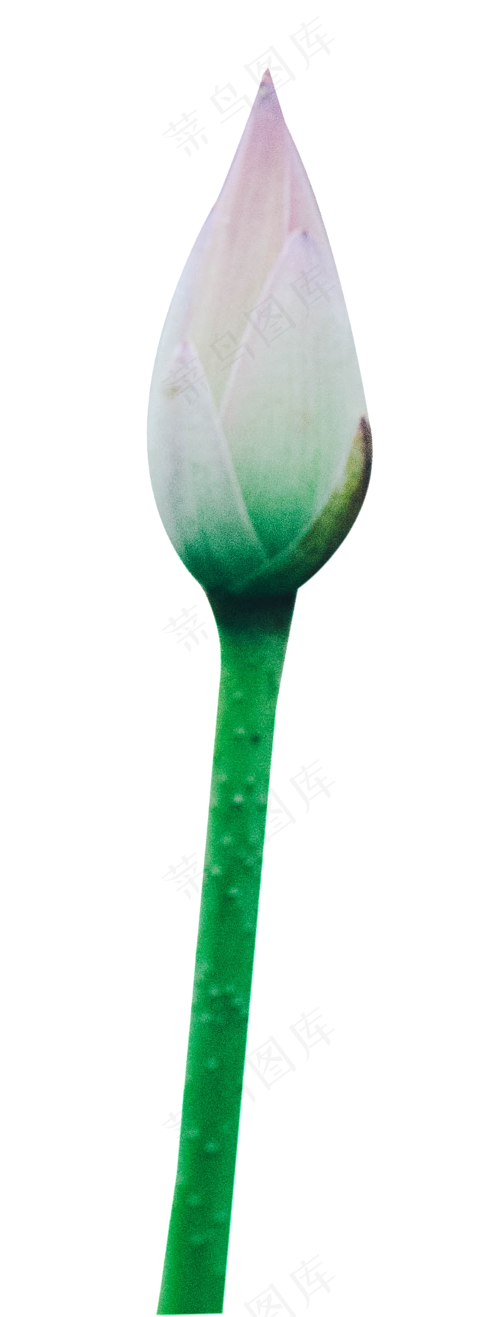 荷花花苞(884X2338(DPI:240))psd模版下载