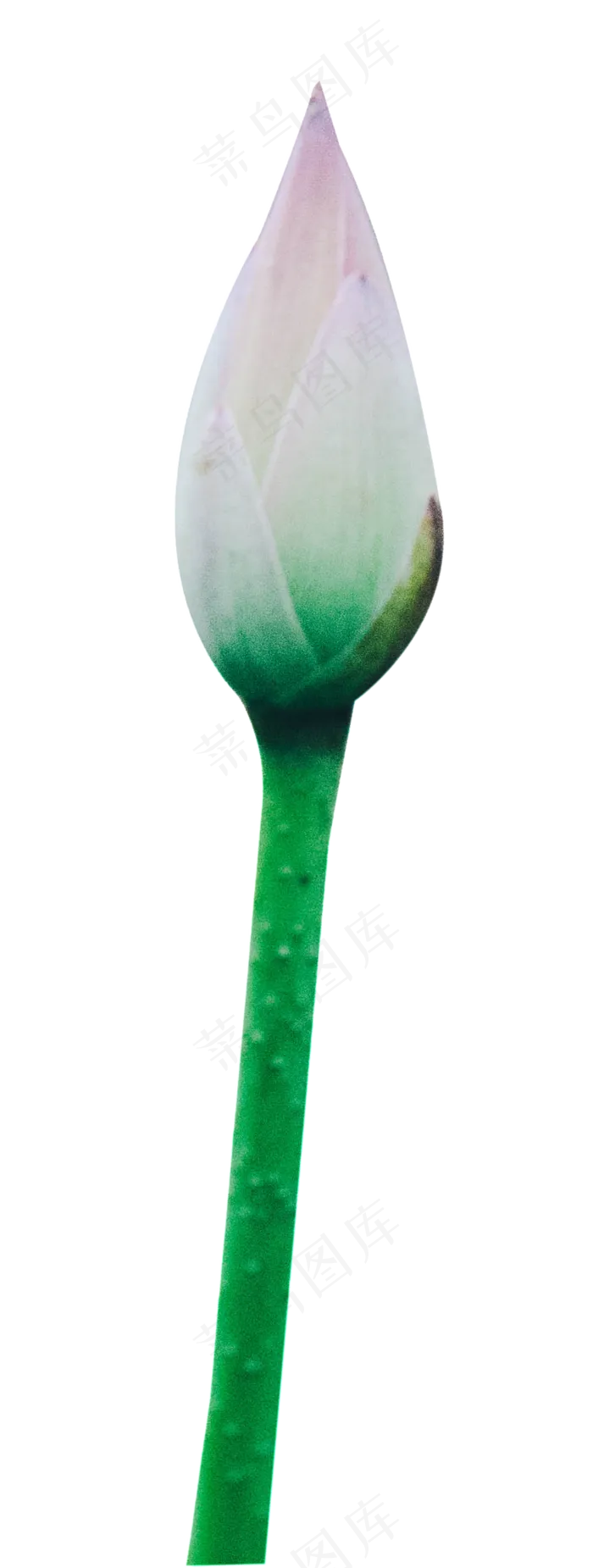 荷花花苞(884X2338(DPI:240))psd模版下载