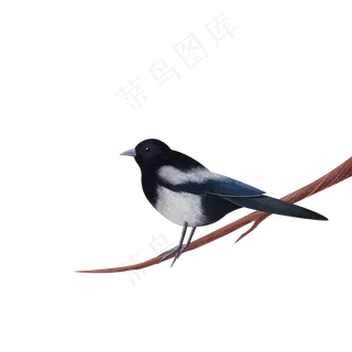 手绘鸟类黑色喜鹊,免抠元素