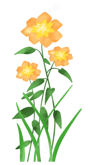 橙色新鲜花束