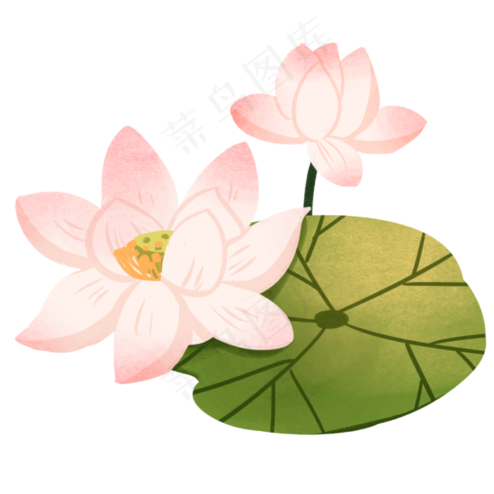 粉色荷花插画