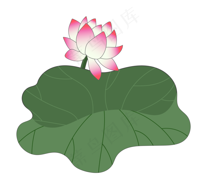 宽大荷叶与荷花