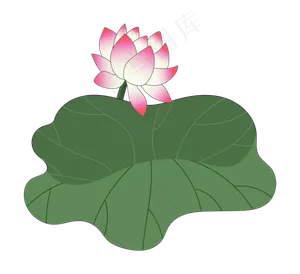 宽大荷叶与荷花