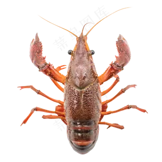 小龙虾水产海鲜,免抠元素 小龙虾水产海鲜,免抠元素