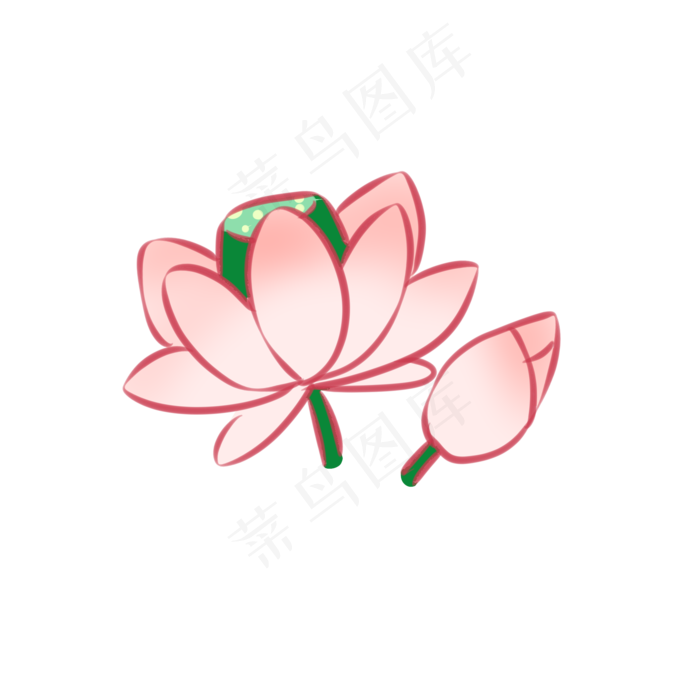 含苞待放的夏日荷花