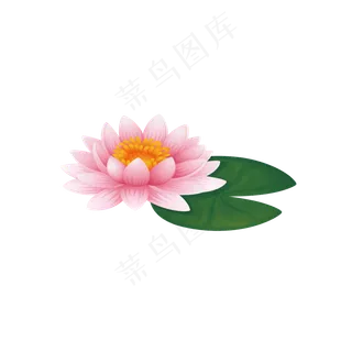 荷花叶子莲子png素材