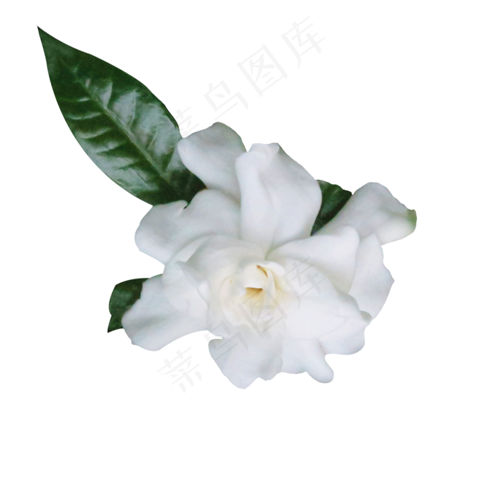 白色栀子花(2000*2000px 300 dpi )