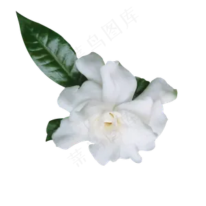 白色栀子花