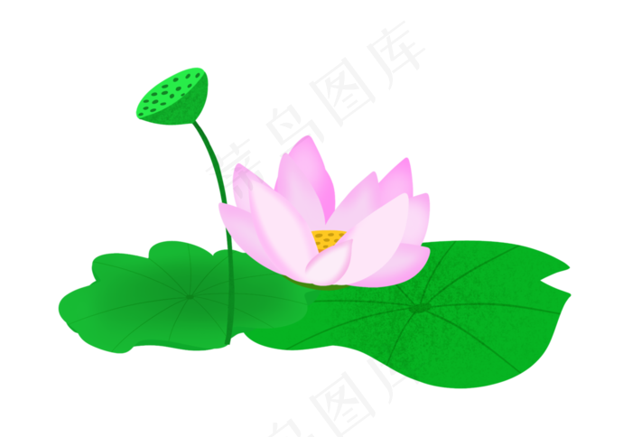 夏日盛开的荷花插画