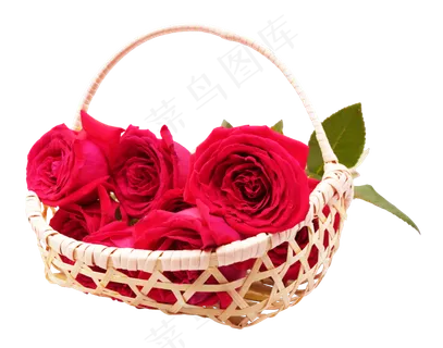 一篮新鲜玫瑰