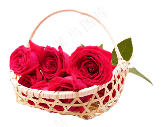 一篮新鲜玫瑰