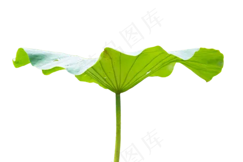 绿色荷叶