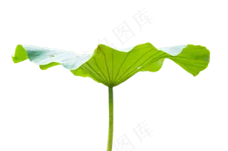 绿色荷叶