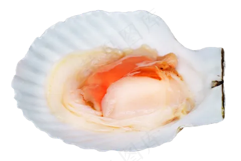 海鲜食材扇贝,免抠元素 海鲜食材扇贝,免抠元素