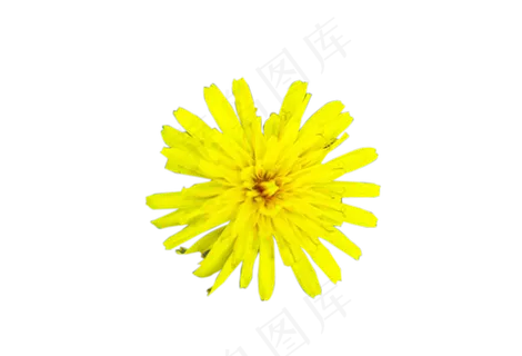 蒲公英花野生好看