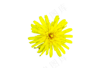 蒲公英花野生好看