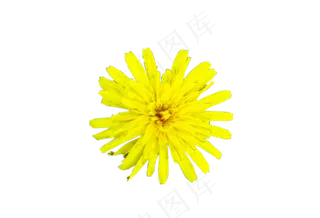 蒲公英花野生好看