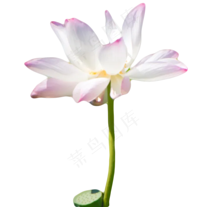池塘荷花景色(1333X1333(DPI:300))psd模版下载