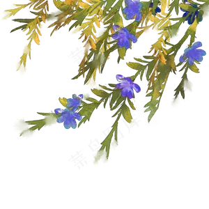 花朵花枝