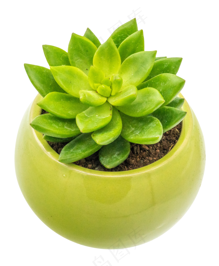多肉植物盆栽,免抠元素