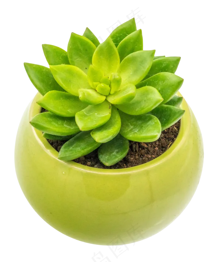 多肉植物盆栽,免抠元素(2000*2421px 300 dpi )ai矢量模版下载