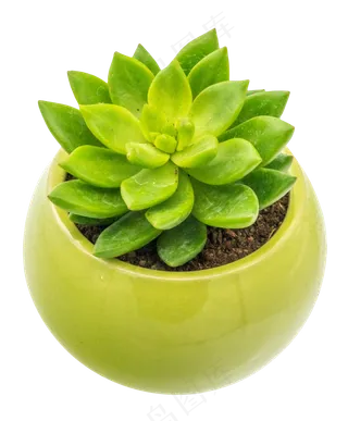 多肉植物盆栽,免抠元素