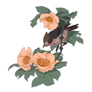 中国风手绘花鸟插图,免抠元素