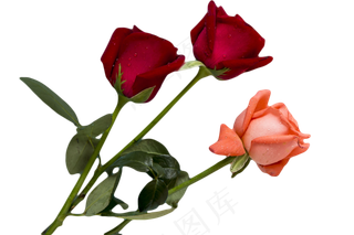 玫瑰鲜花