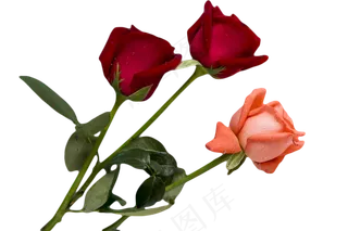 玫瑰鲜花