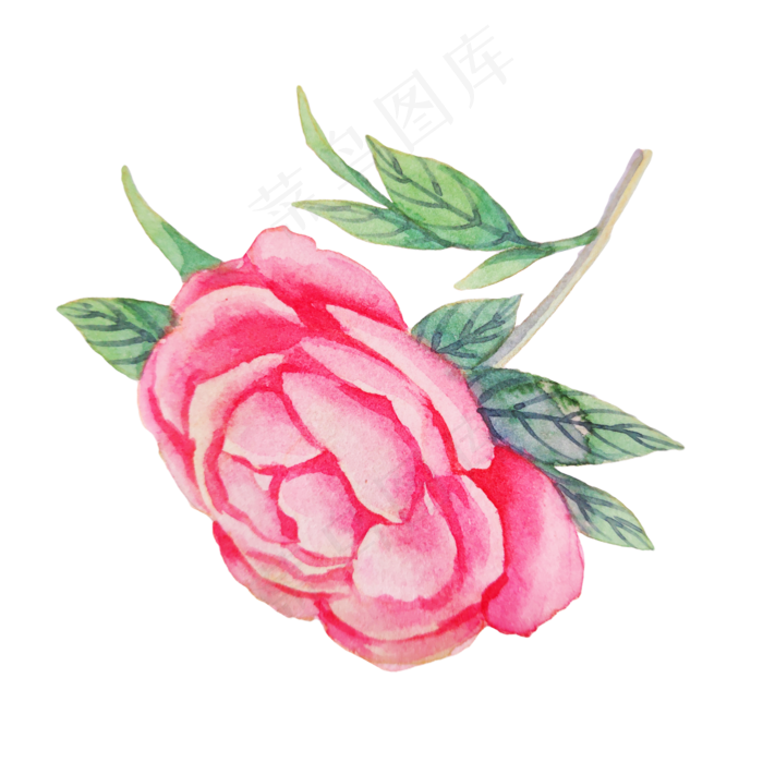 红色玫瑰蔷薇植物