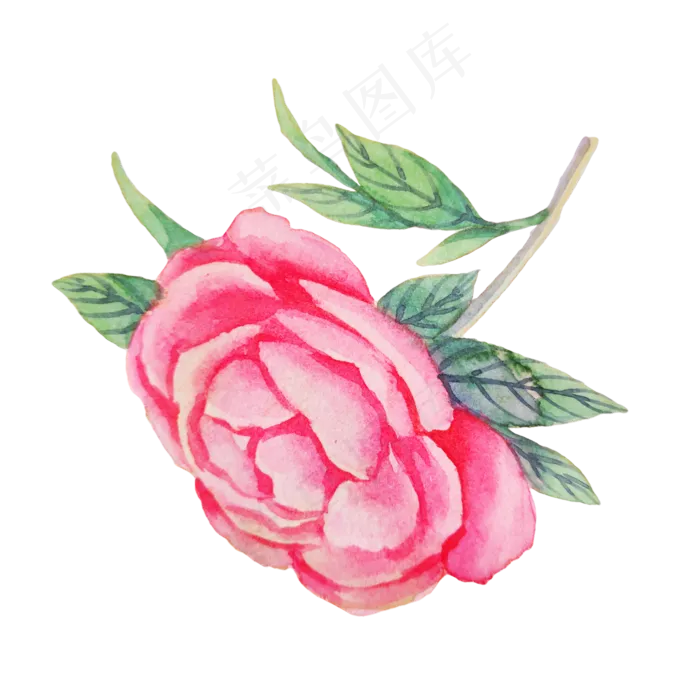 红色玫瑰蔷薇植物(2000X2000(DPI:300))psd模版下载