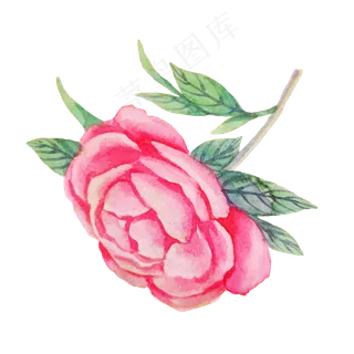 红色玫瑰蔷薇植物