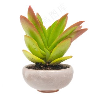 盆栽绿植多肉植物,免抠元素