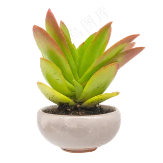 盆栽绿植多肉植物,免抠元素