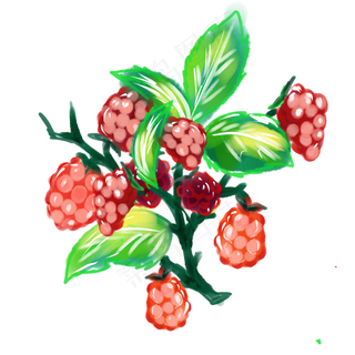 水彩水果蔓越莓黑莓