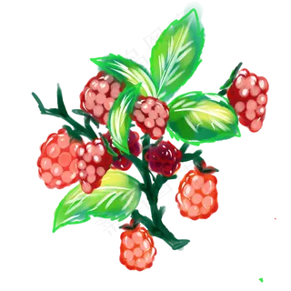 水彩水果蔓越莓黑莓