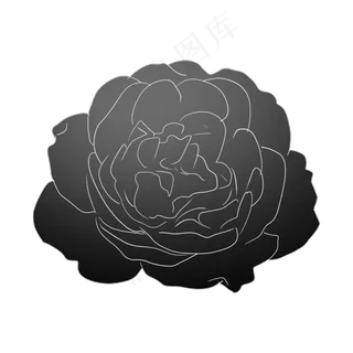 玫瑰花卉植物花朵