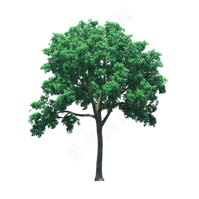 绿色的树PNG免抠透明背景