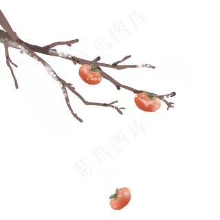 手绘柿子树秋天食物